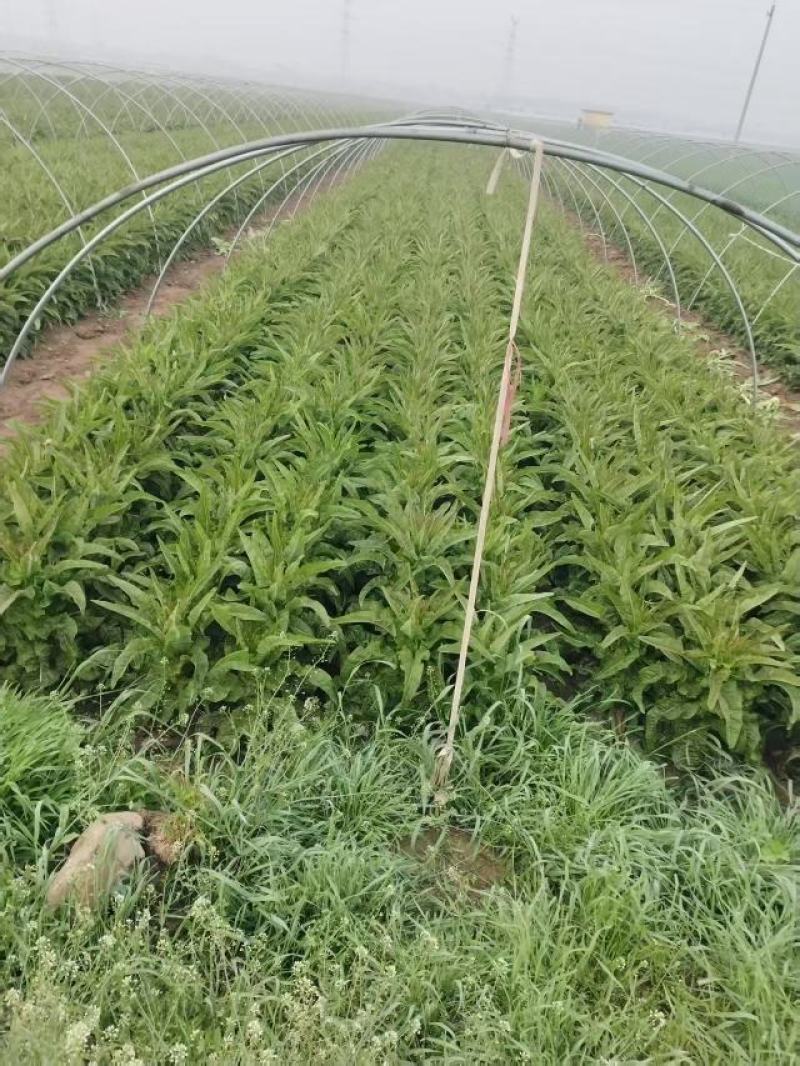 陕西红叶香莴笋即将大量上市产地直发价格优惠欢迎来电