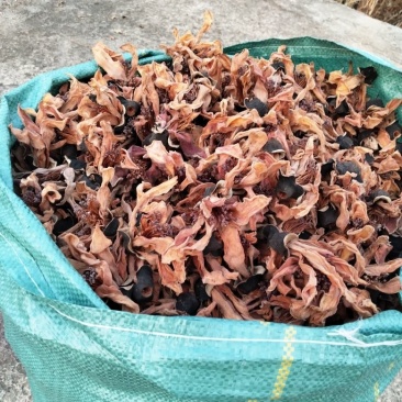 木棉花，攀枝花，今年的