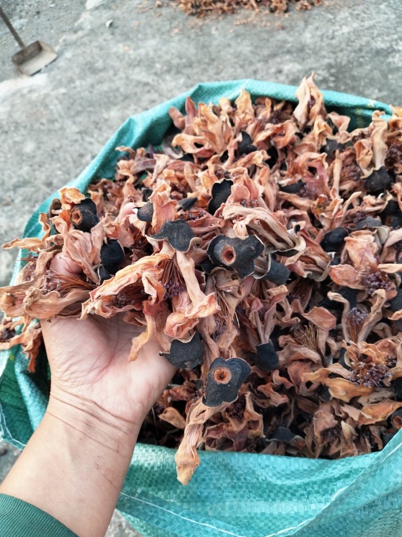 木棉花，攀枝花，今年的