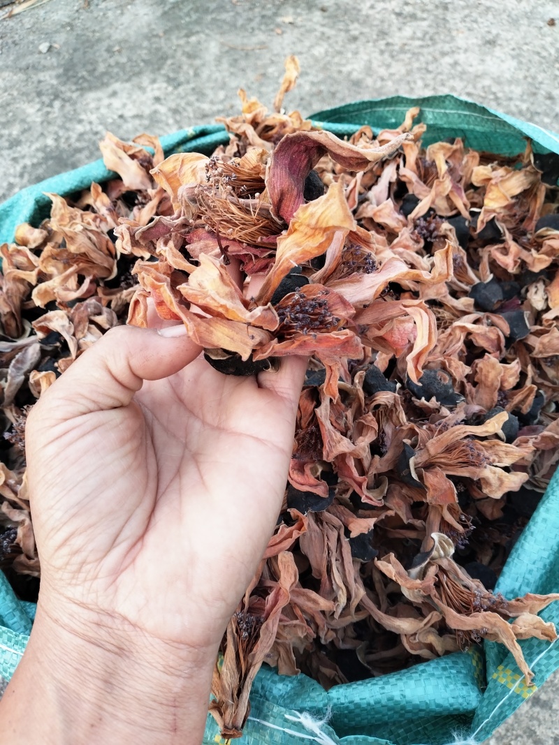 木棉花，攀枝花，今年的