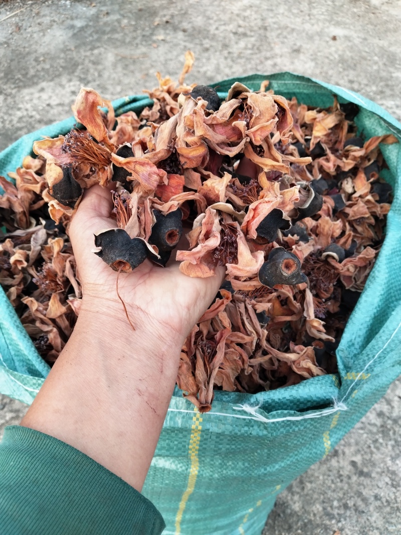 木棉花，攀枝花，今年的