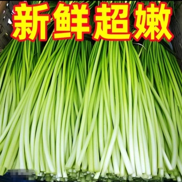 蒜薹，蒜苔，白帽蒜苔红帽蒜苔产地直供，一手货源