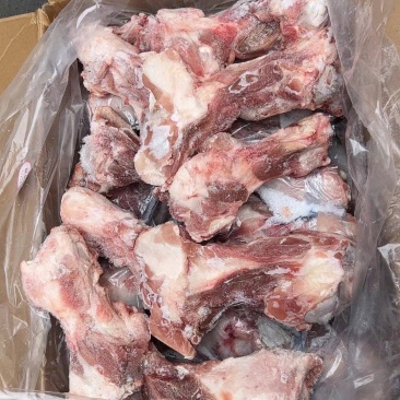 温氏前腿骨13个左右