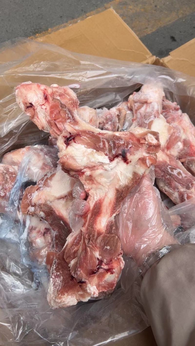 温氏前腿骨13个左右