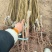 【精品推荐】山西晋中杏梅树苗，产地现挖量大从优，欢迎咨询