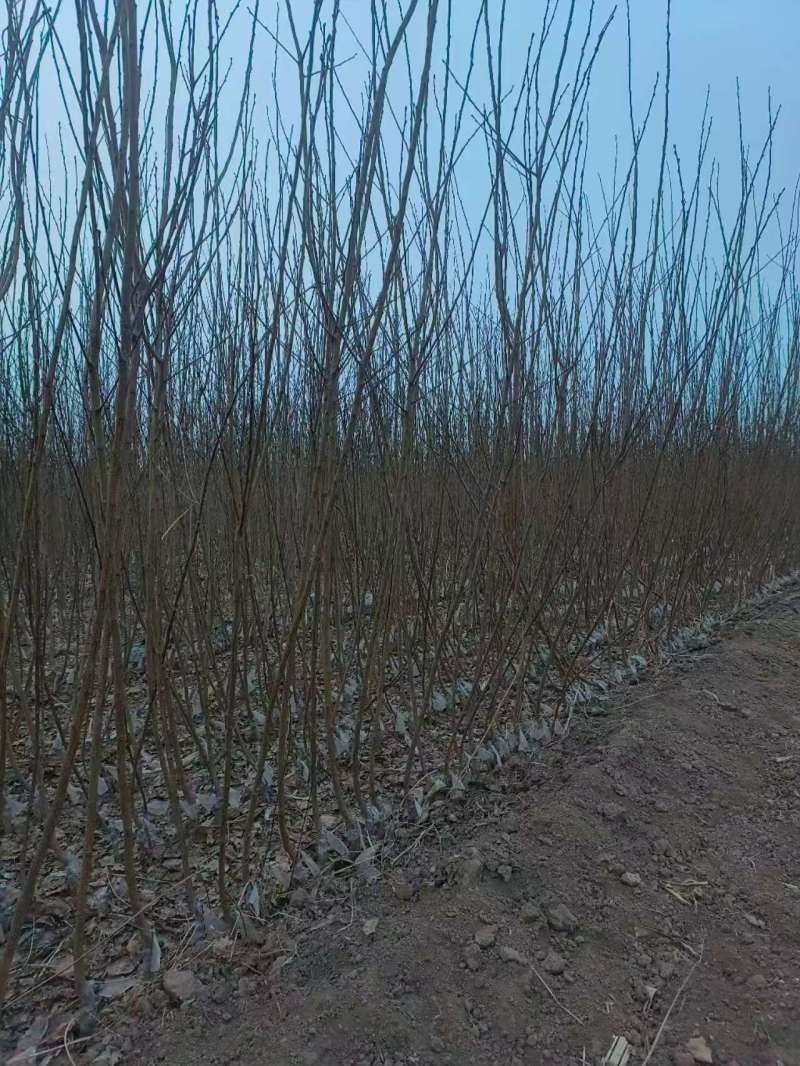 【精品推荐】山西晋中杏梅树苗，产地现挖量大从优，欢迎咨询