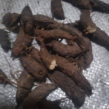陕西野生香附子供应品质上乘欢迎来电洽谈合作诚信经营