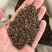 红皮甘草种子纯新种子发芽率高95%以上耐寒耐干旱