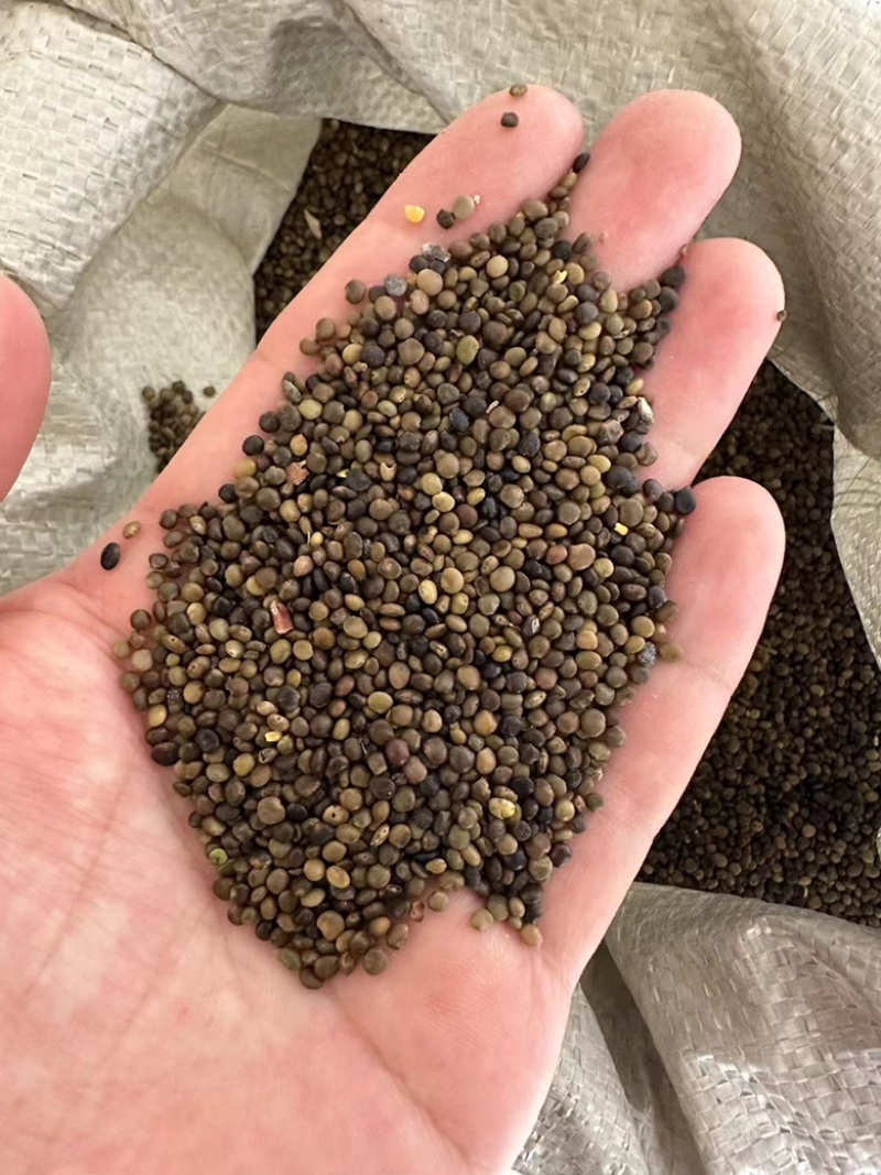 红皮甘草种子纯新种子发芽率高95%以上耐寒耐干旱