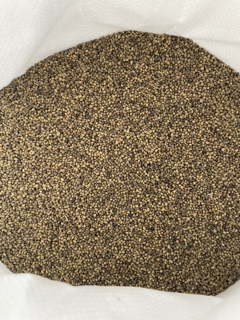 红皮甘草种子纯新种子发芽率高95%以上耐寒耐干旱