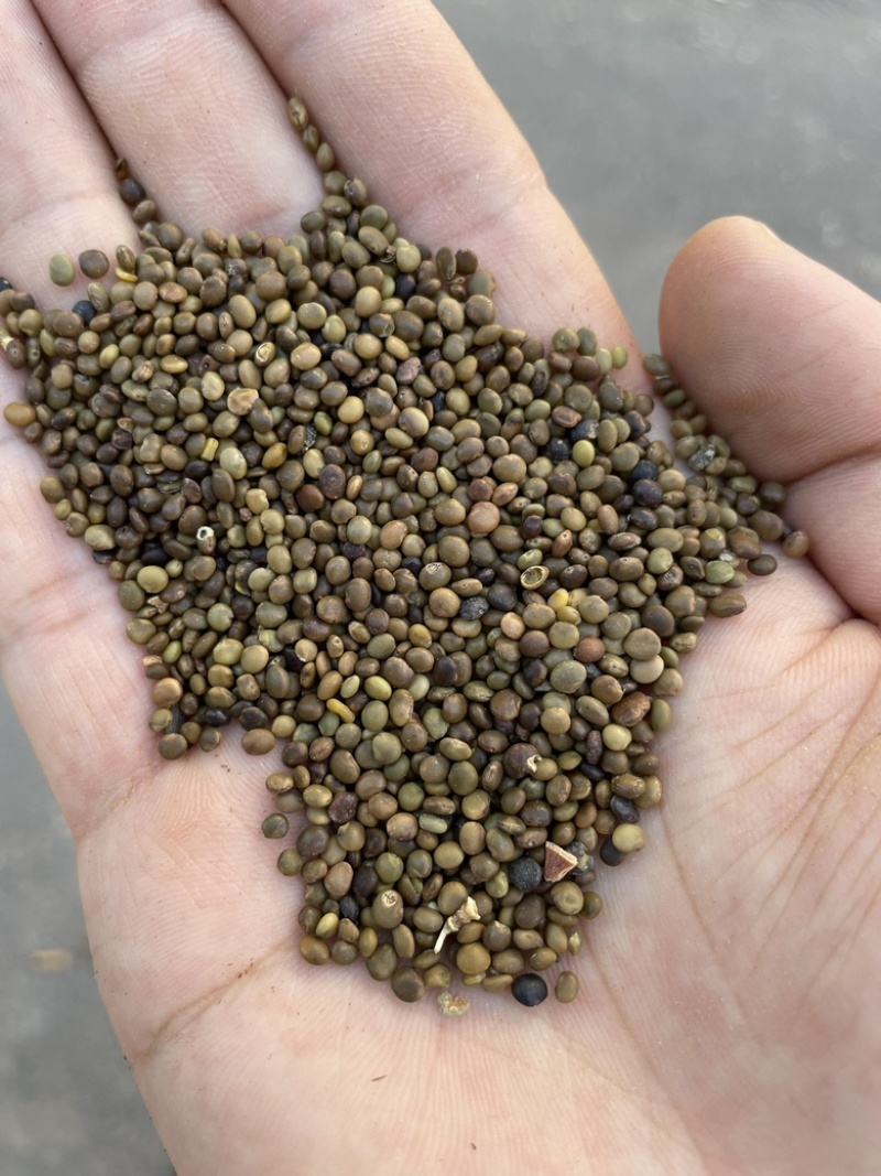 红皮甘草种子纯新种子发芽率高95%以上耐寒耐干旱