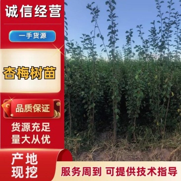 优质推荐山西晋中杏梅苗，存活高产量好，售后服务好欢迎咨询