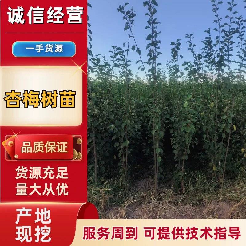 优质推荐山西晋中杏梅苗，存活高产量好，售后服务好欢迎咨询
