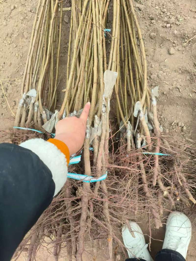 优质推荐山西晋中杏梅苗，存活高产量好，售后服务好欢迎咨询