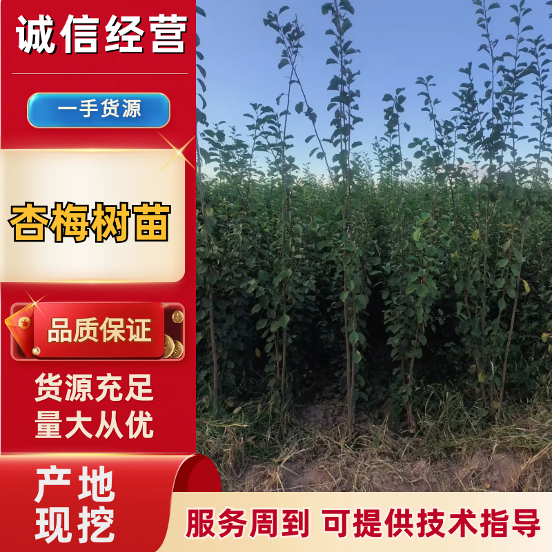 优质推荐山西晋中杏梅苗，存活高产量好，售后服务好欢迎咨询
