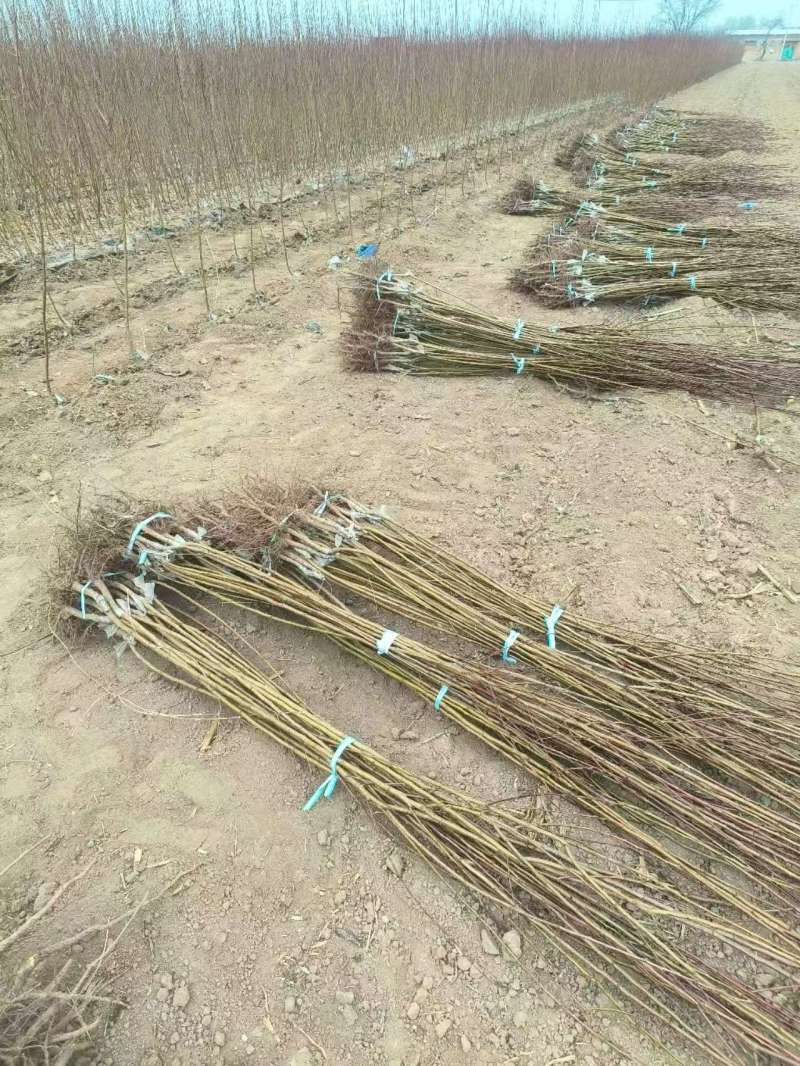 优质推荐山西晋中杏梅苗，存活高产量好，售后服务好欢迎咨询