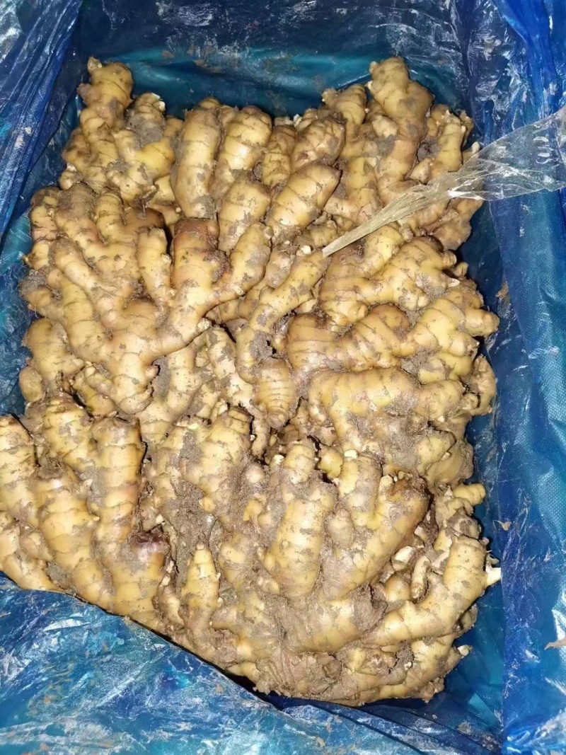 精品小黄姜新鲜上货对接商超档口可视频看货欢迎电联！