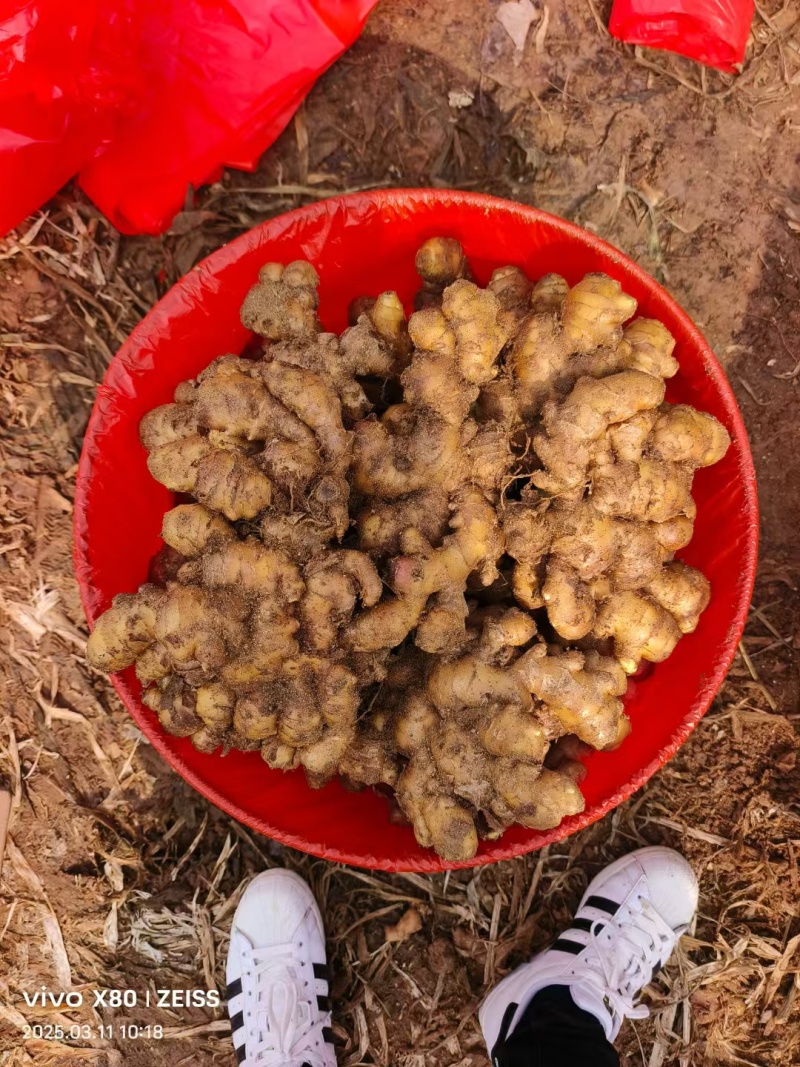 精品小黄姜新鲜上货对接商超档口可视频看货欢迎电联！