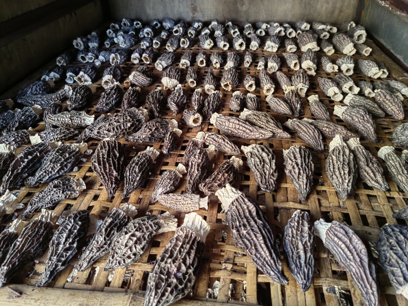 羊肚菌