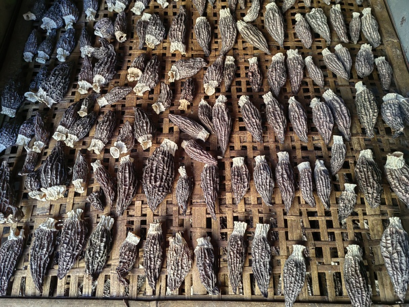 羊肚菌