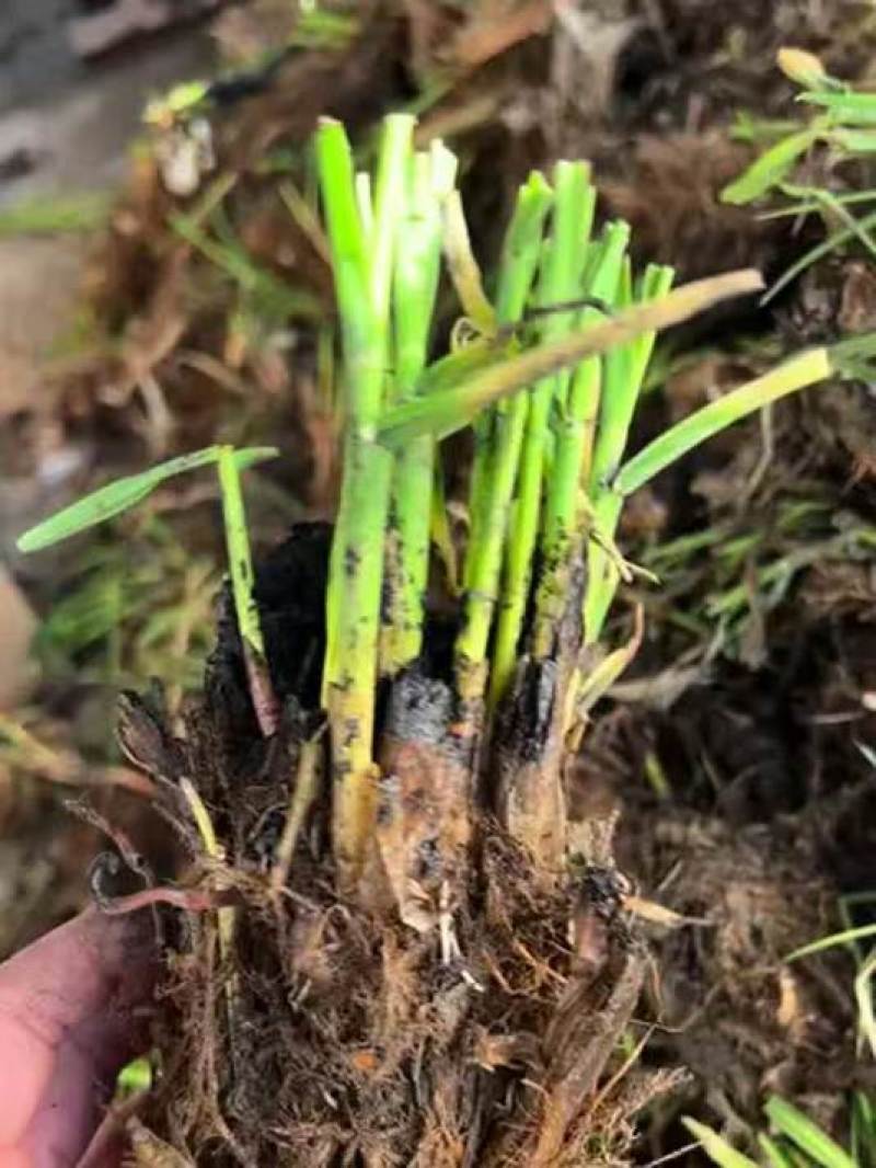 茭白苗规格齐全包成活提供技术指导现场指导种植毛根多适应强