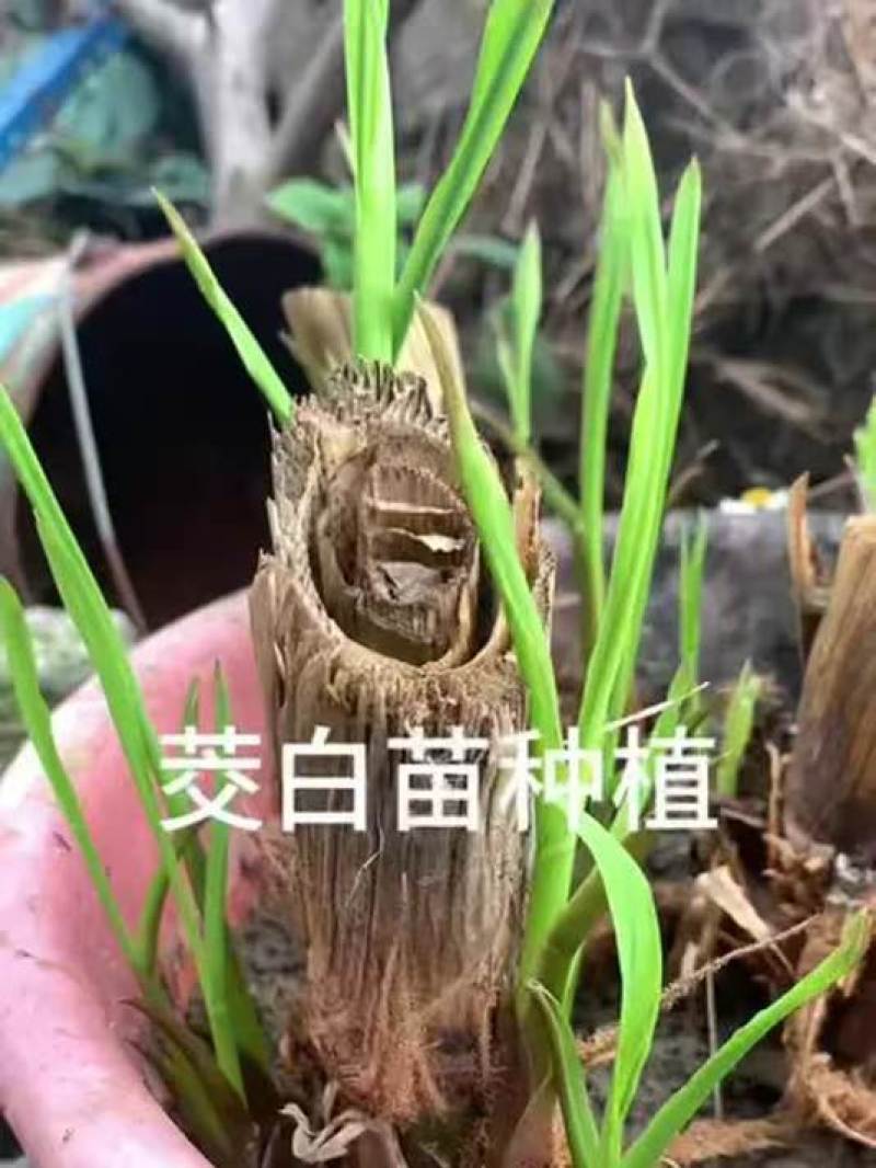 茭白苗规格齐全包成活提供技术指导现场指导种植毛根多适应强