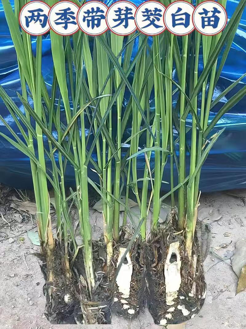 茭白苗规格齐全包成活提供技术指导现场指导种植毛根多适应强