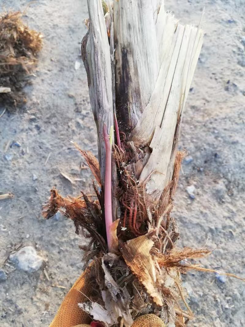 茭白苗规格齐全包成活提供技术指导现场指导种植毛根多适应强