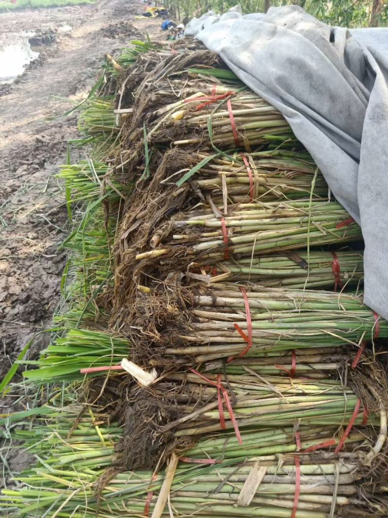 茭白苗规格齐全包成活提供技术指导现场指导种植毛根多适应强
