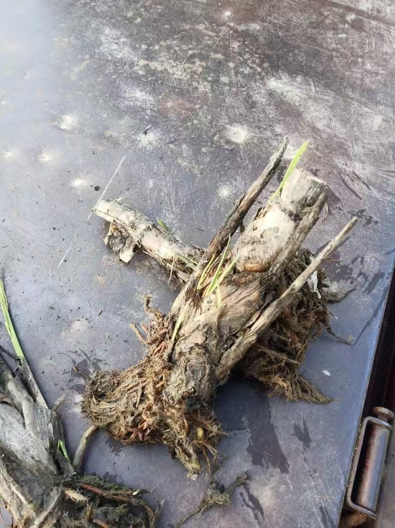 茭白苗规格齐全包成活提供技术指导现场指导种植毛根多适应强
