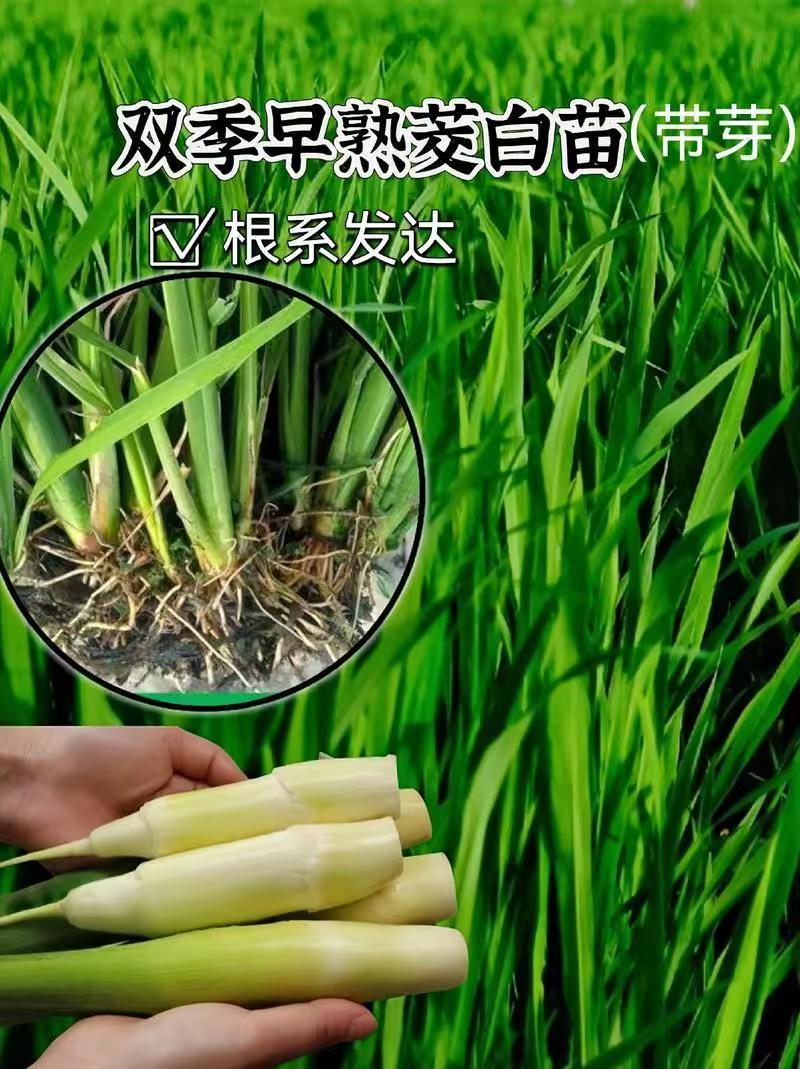 茭白苗规格齐全包成活提供技术指导现场指导种植毛根多适应强