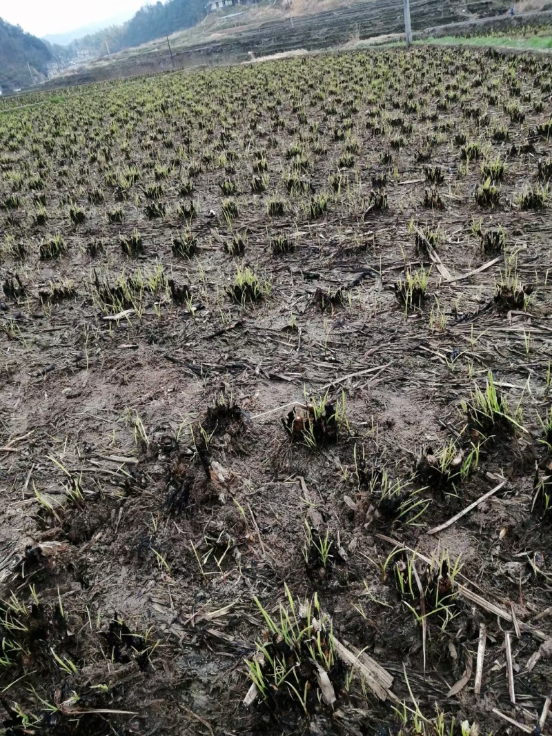 茭白苗规格齐全包成活提供技术指导现场指导种植毛根多适应强