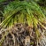 茭白苗规格齐全包成活提供技术指导现场指导种植毛根多适应强