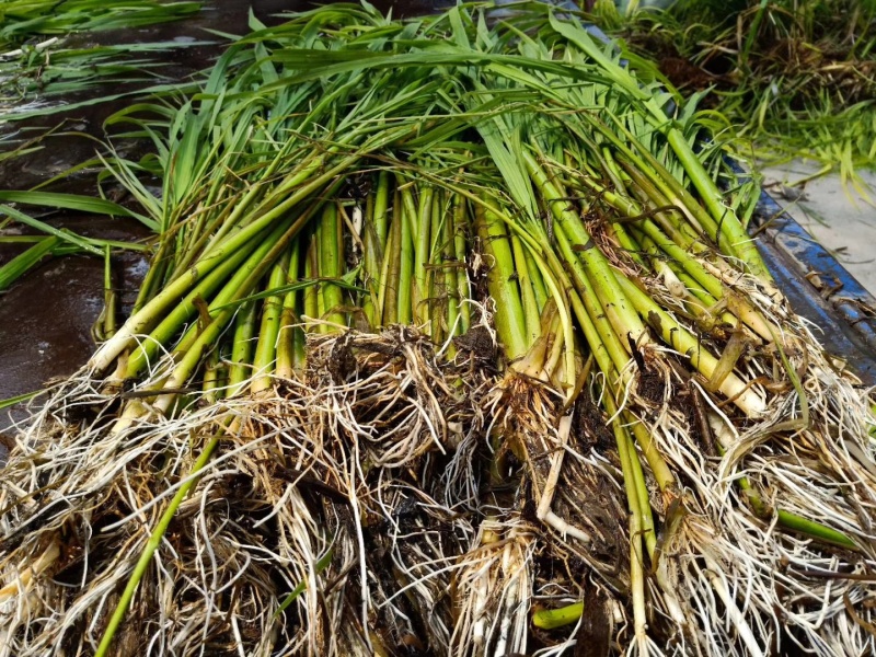 茭白苗规格齐全包成活提供技术指导现场指导种植毛根多适应强
