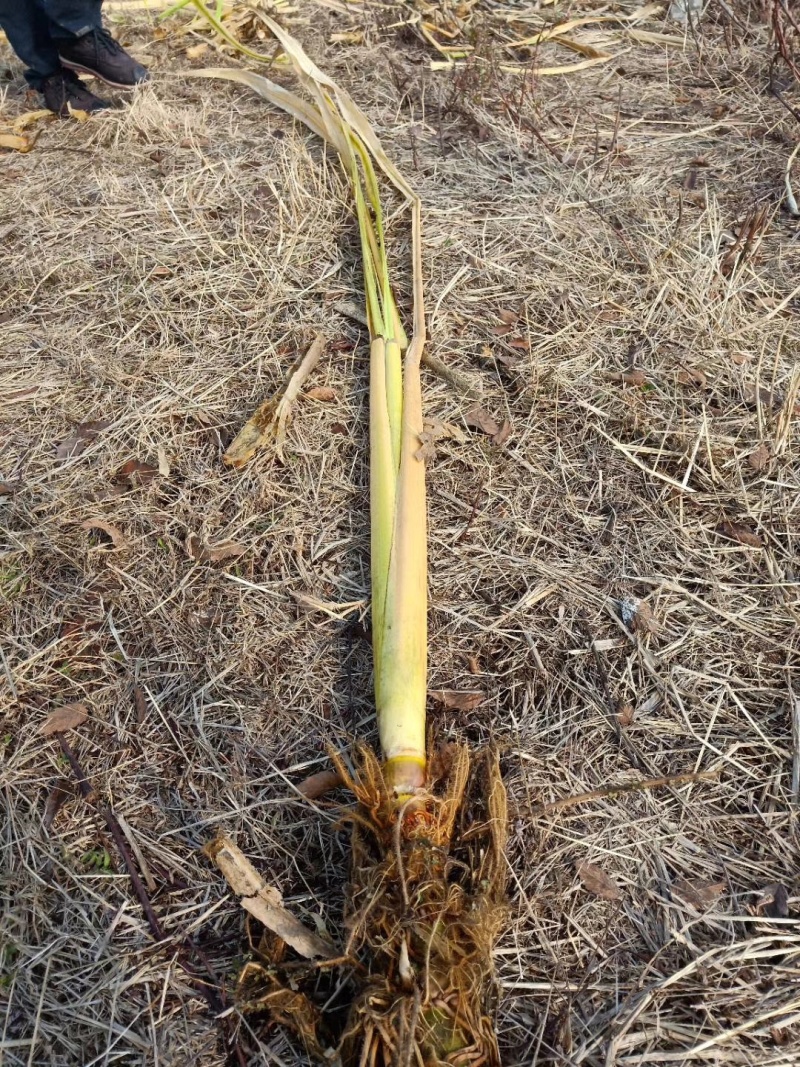 茭白苗规格齐全包成活提供技术指导现场指导种植毛根多适应强
