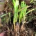【茭白苗】原产地一手货源大小都有工程用苗货量大价格低根部粗壮