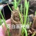 【茭白苗】原产地一手货源大小都有工程用苗货量大价格低根部粗壮