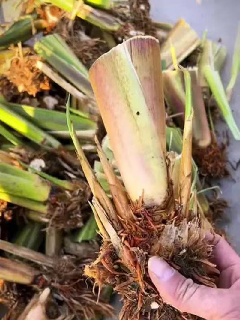 【茭白苗】原产地一手货源大小都有工程用苗货量大价格低根部粗壮