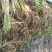 【茭白苗】原产地一手货源大小都有工程用苗货量大价格低根部粗壮