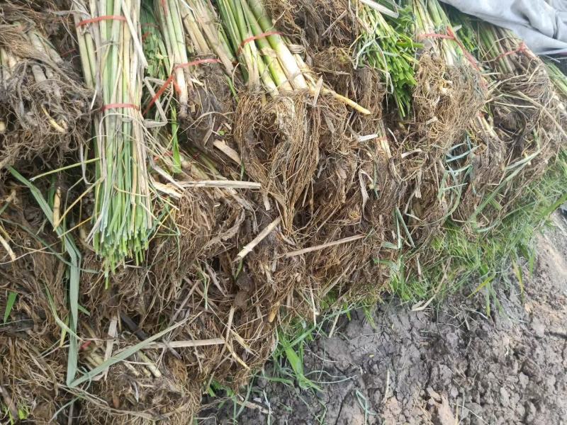 【茭白苗】原产地一手货源大小都有工程用苗货量大价格低根部粗壮