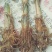 【茭白苗】原产地一手货源大小都有工程用苗货量大价格低根部粗壮