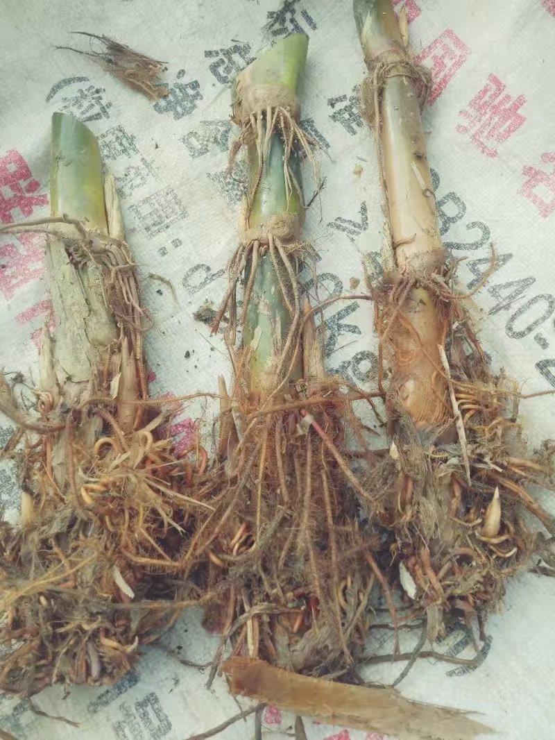 【茭白苗】原产地一手货源大小都有工程用苗货量大价格低根部粗壮