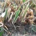 【茭白苗】原产地一手货源大小都有工程用苗货量大价格低根部粗壮