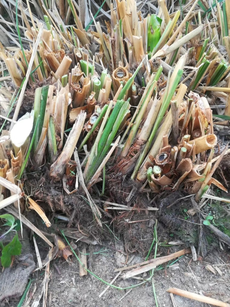 【茭白苗】原产地一手货源大小都有工程用苗货量大价格低根部粗壮
