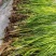 【茭白苗】原产地一手货源大小都有工程用苗货量大价格低根部粗壮