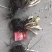 【茭白苗】原产地一手货源大小都有工程用苗货量大价格低根部粗壮