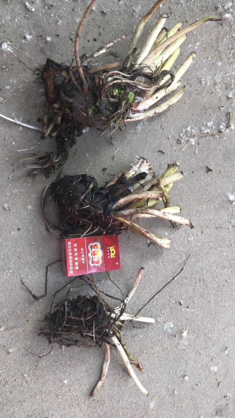 【茭白苗】原产地一手货源大小都有工程用苗货量大价格低根部粗壮
