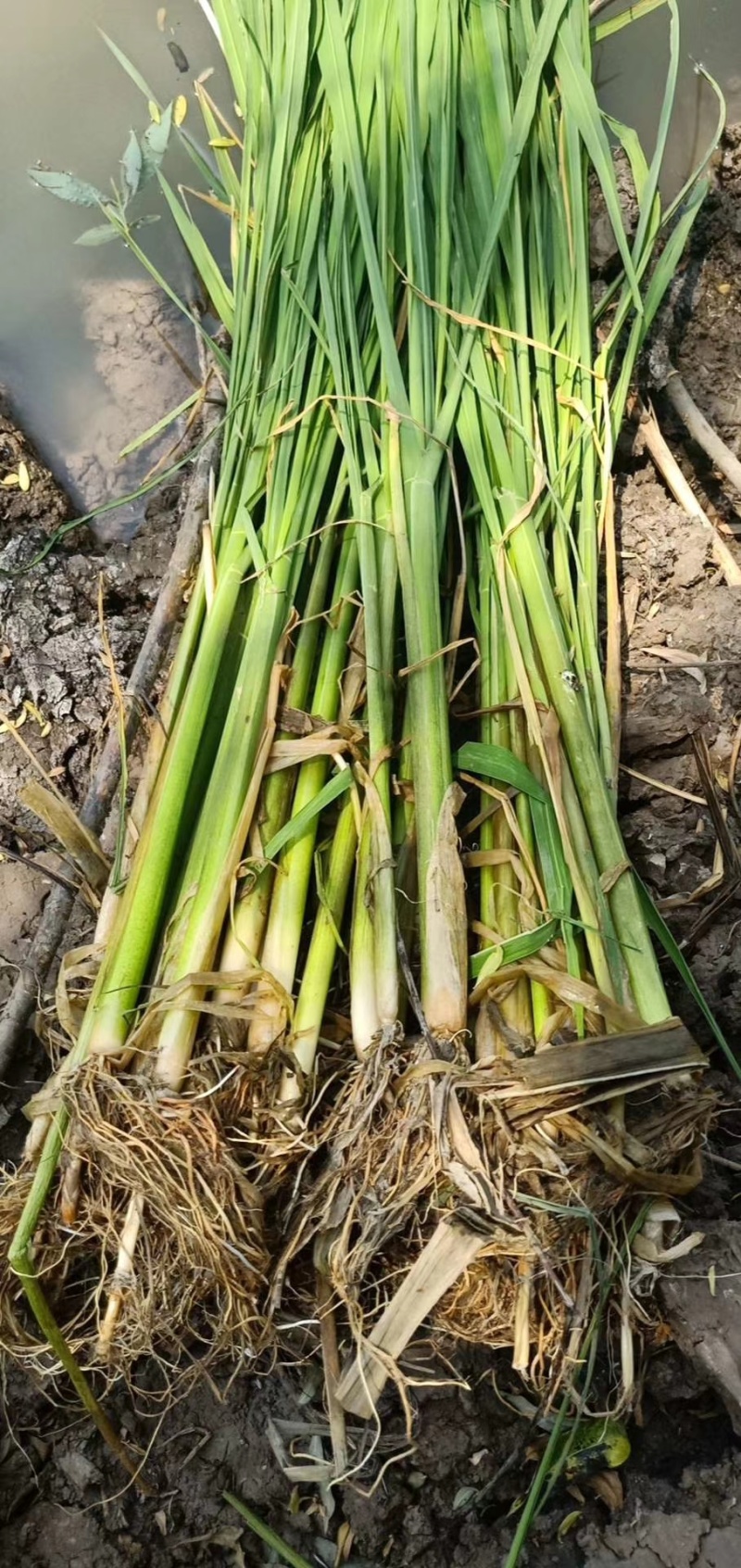 【茭白苗】原产地一手货源大小都有工程用苗货量大价格低根部粗壮