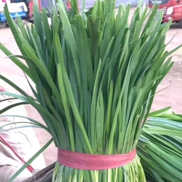 【人气精选】广东徐闻大叶韭菜，现割现发，一手精品货源