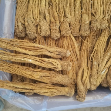 岷县水洗黄当归大量供应产地直发质量保证全国发货